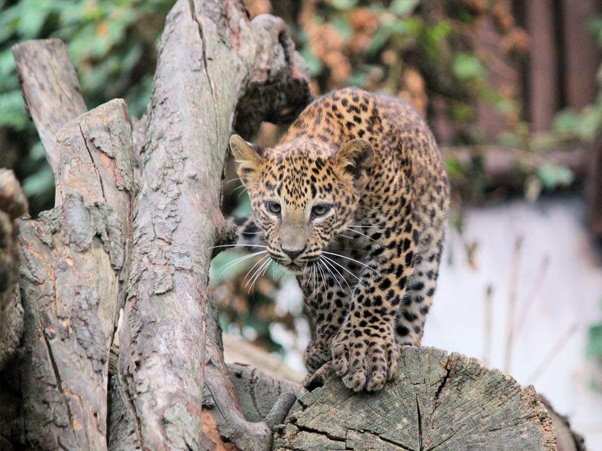 Unity-College-Captive-Wildlife-Care-HL