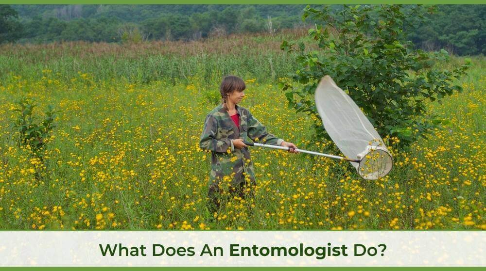 an entomologist in a field with a net