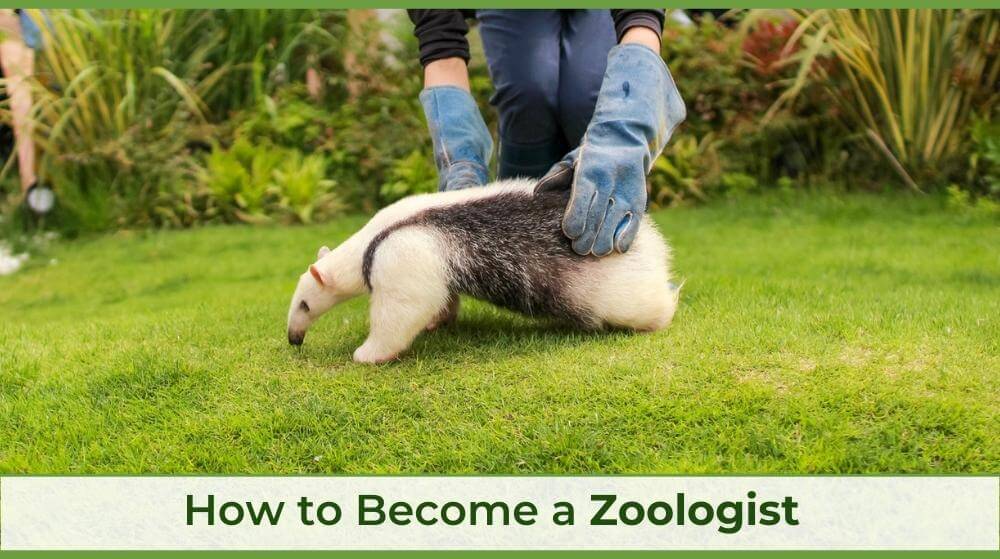 a zoologist taking care of an aardvark