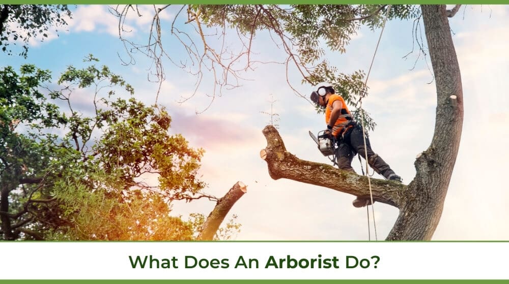 an arborist cutting a limb on a tree