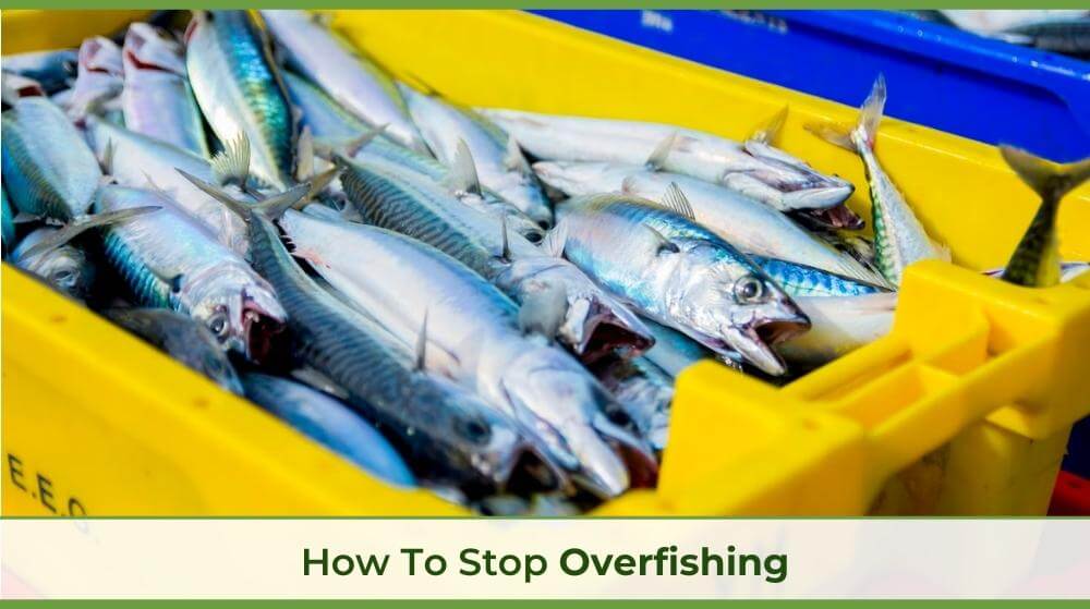 a yellow bin filled with caught fish