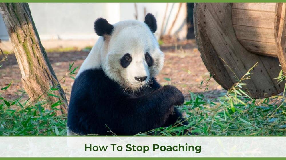 the blog cover for Unity Environmental University's blog for how to stop poaching with a panda