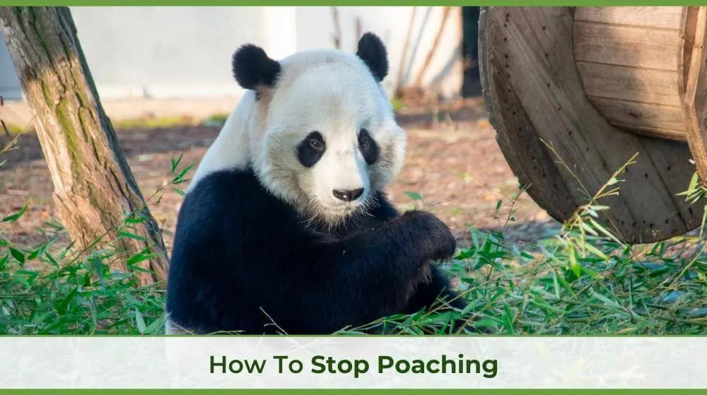 Zero Poaching Made Money From Poaching