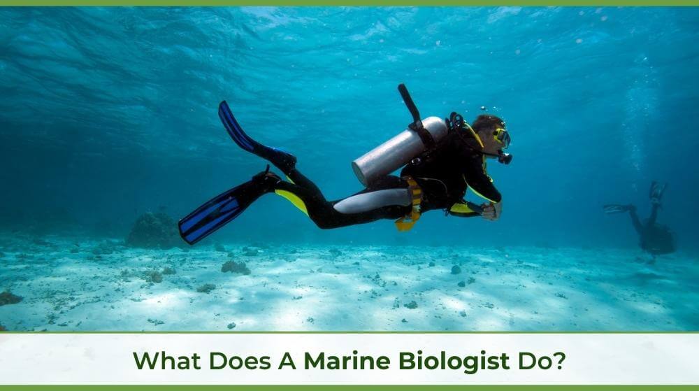 a Unity Environmental College blog cover with a marine biologist diving