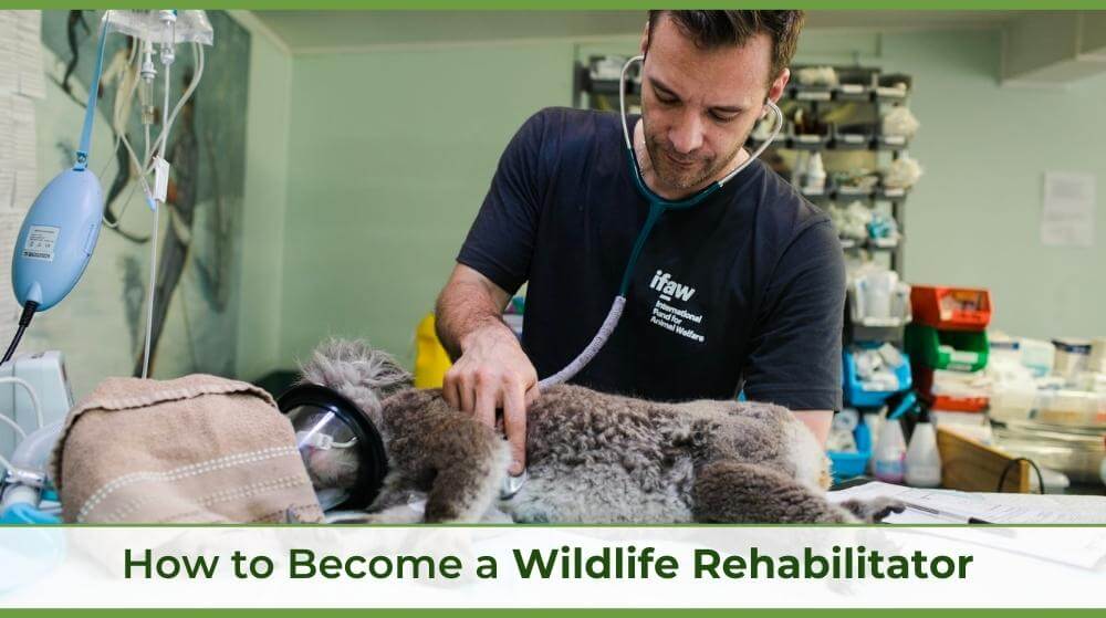a wildlife rehabilitator working with a koala