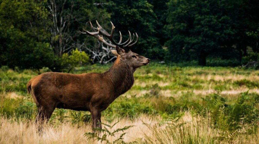 Wildlife Conservationist