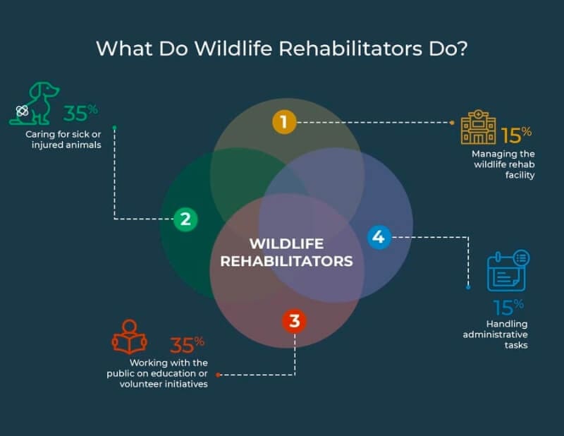 an infographic showing what a wildlife rehabilitator is