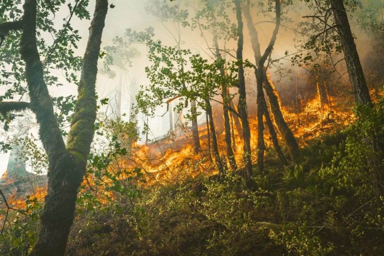 Environmental Disaster Jobs