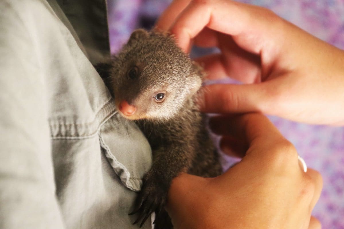 Wildlife Rehabilitator Caring For Animal