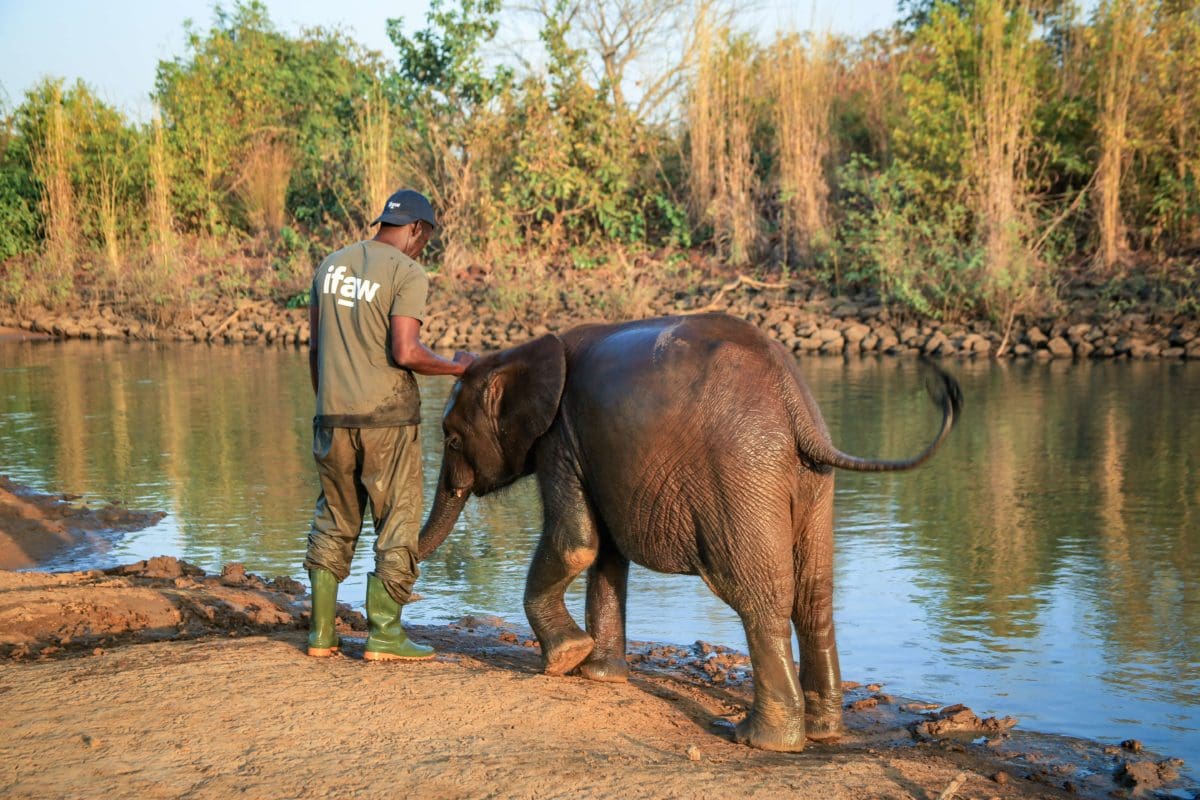 Wildlife Rehabilitator Caring For Elephant