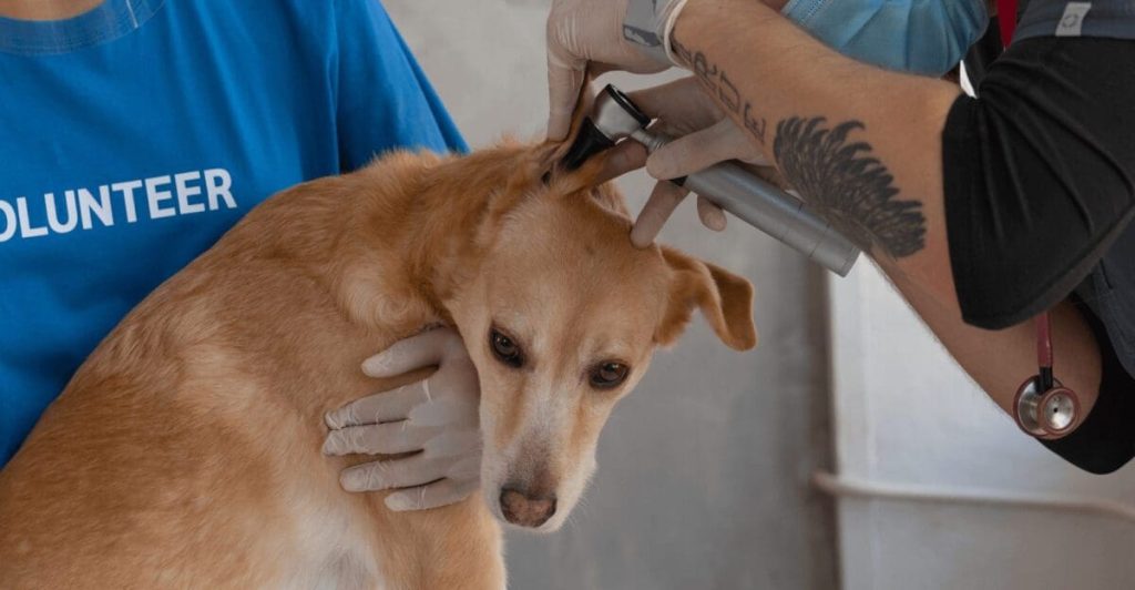 Careers for Veterinary Techs