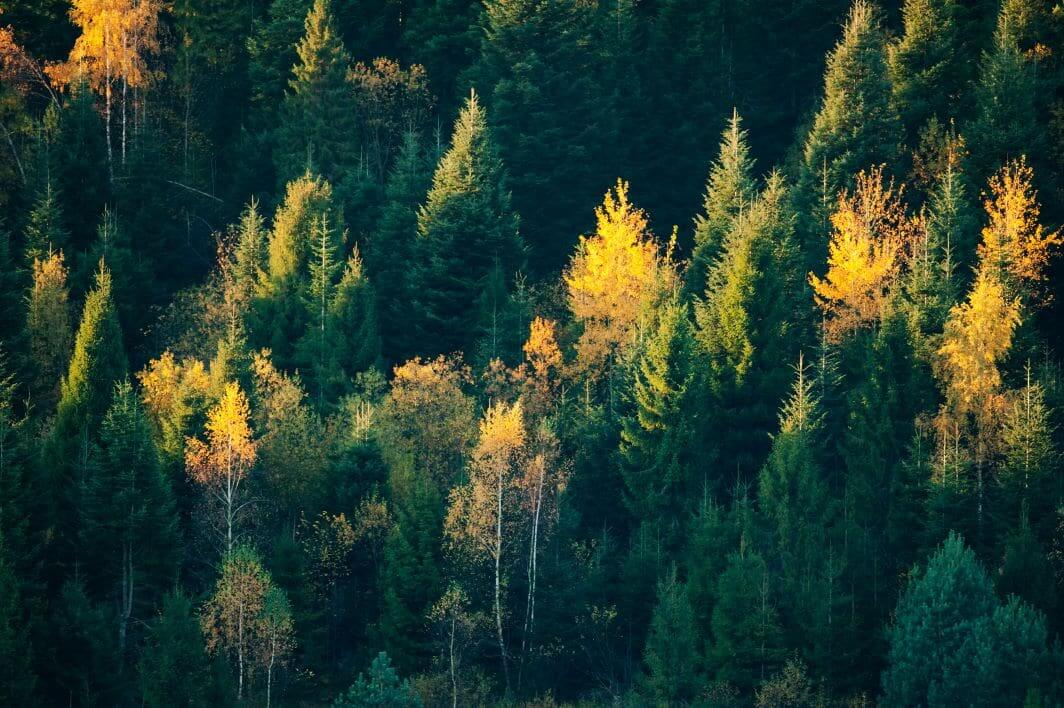 beautiful-evergreen-forest-with-fir-trees-2023-11-27-05-20-01-utc