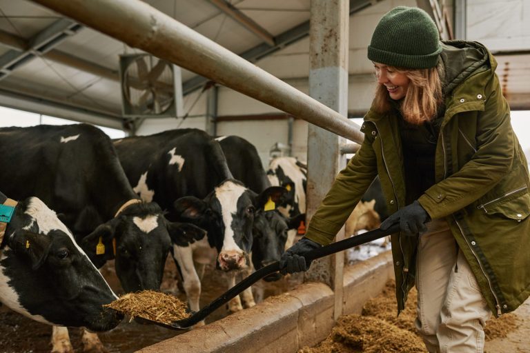 farmer-using-spade-to-feed-cows-2023-11-27-05-30-09-utc