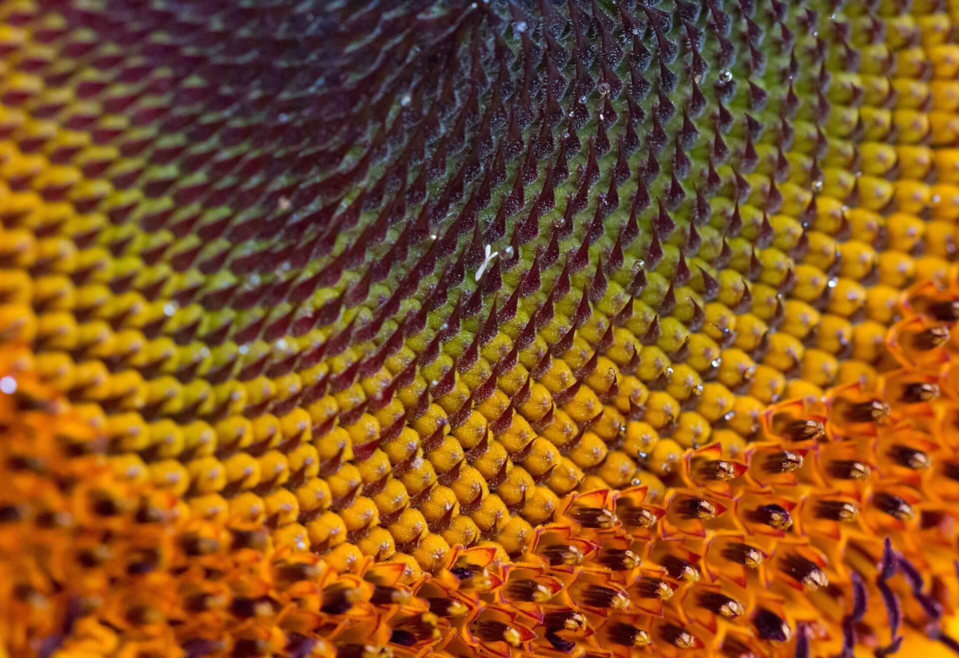 macro-picture-of-the-center-of-a-sunflower
