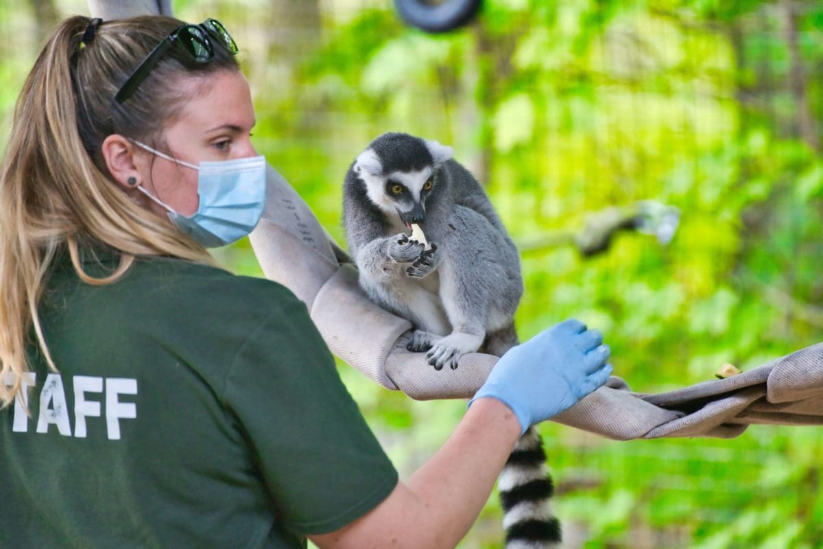 vet-tech-with-monkey-in-a-zoo
