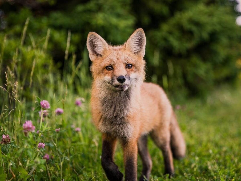 Wildlife Biologist