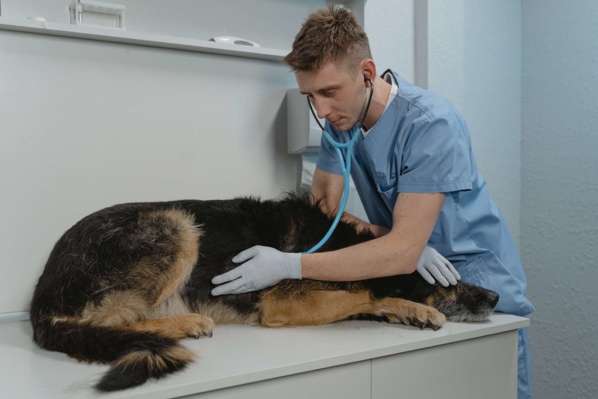 veterinarian-examining-a-large-dog-with-a-stethoscope