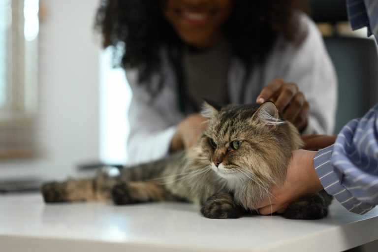 Woman examines a cat.