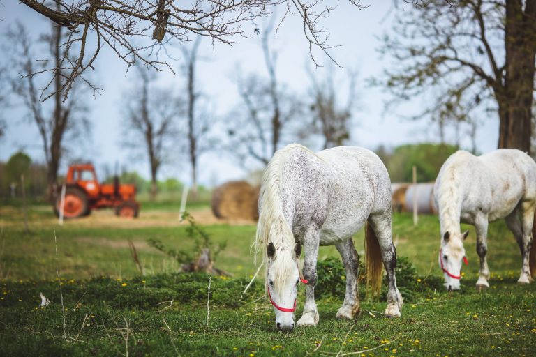 White horses feeding in a green pasture.