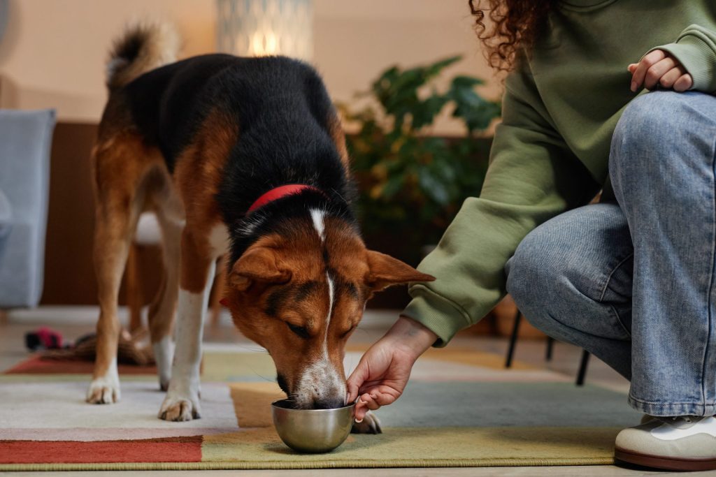 Dog being fed a bowl of food.