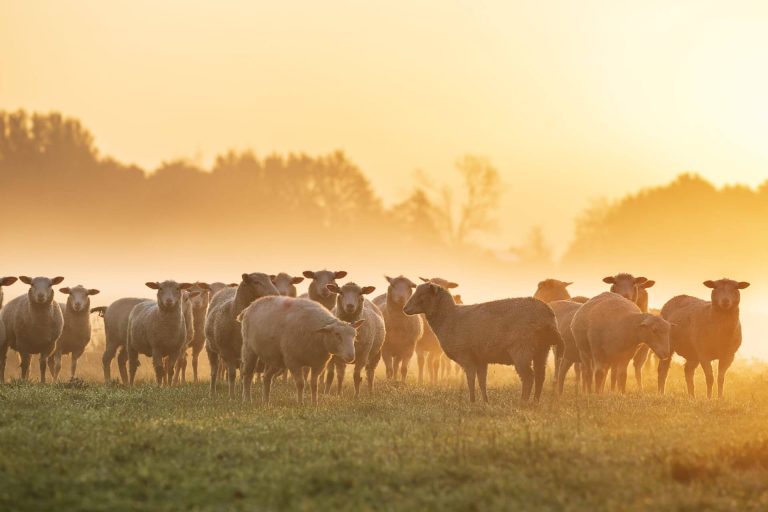 Agricultural Animal Science