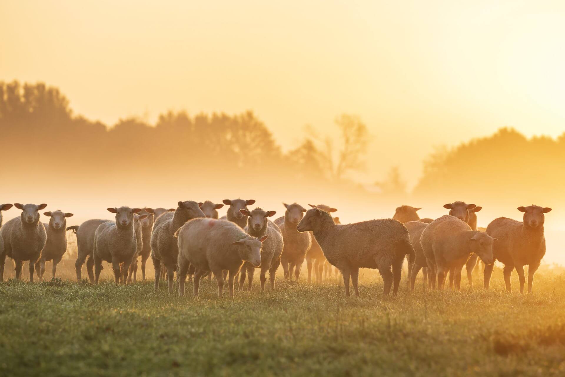 Herd of sheep in the fog.