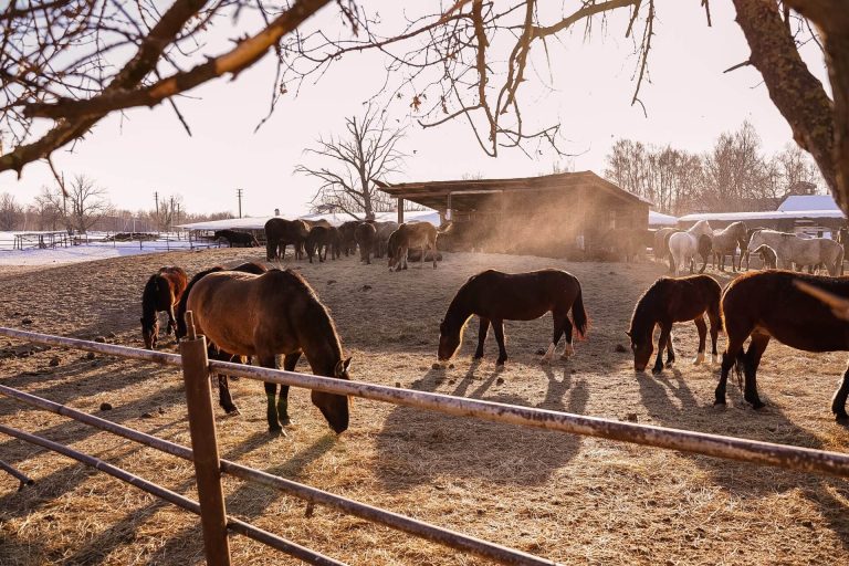 Horses grazing on a farm.