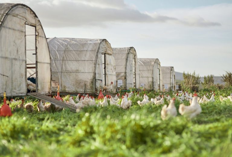 Chicken and coops on a farm.
