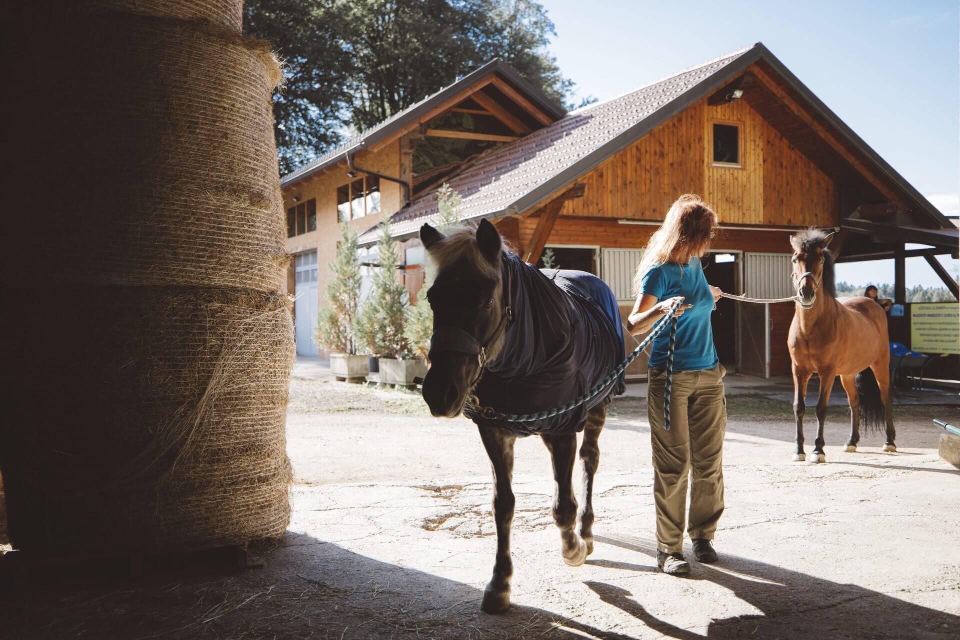 Woman trainer walking two horses.