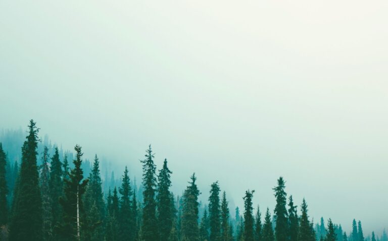 spruceline