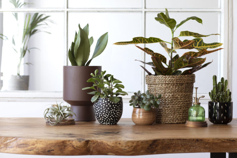Biophilic Design Tips for Everyday Escapes