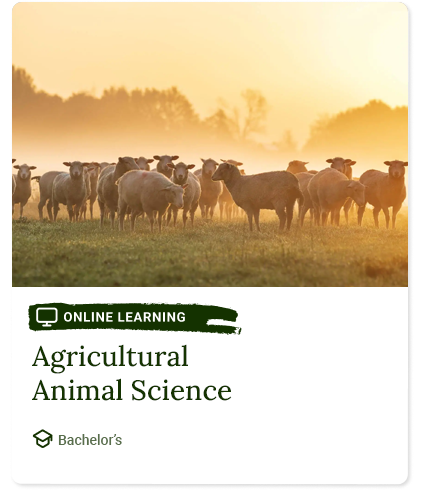program-card-AAS