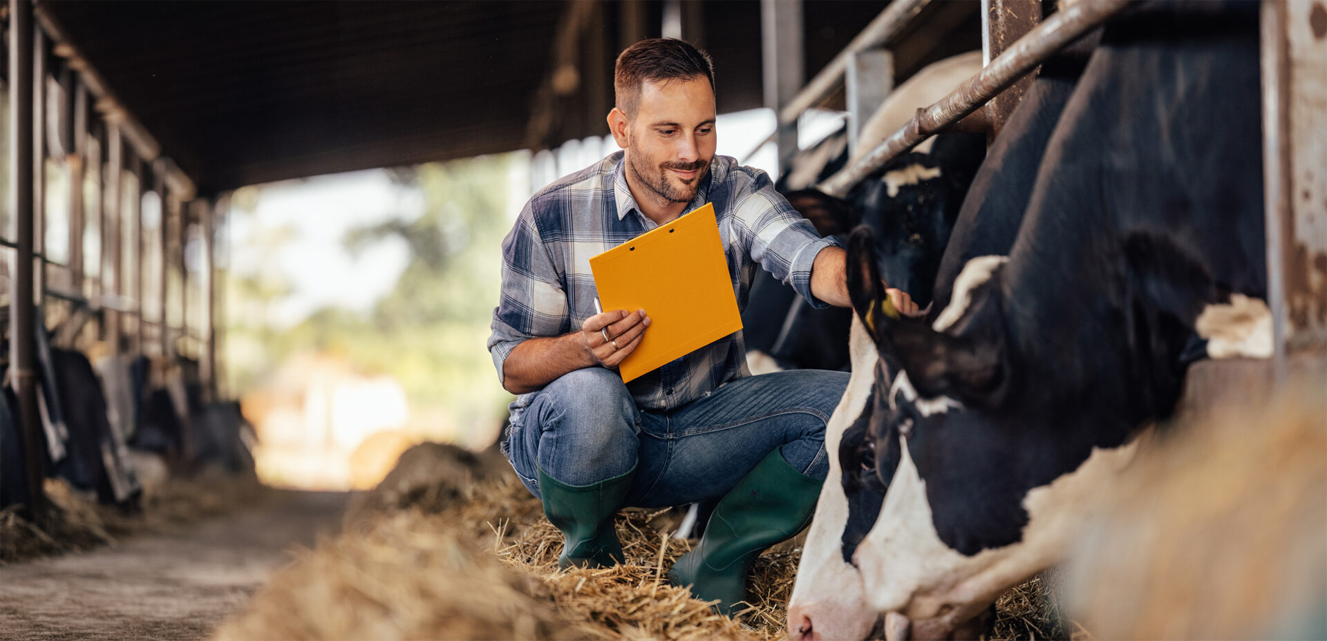 ag-cows