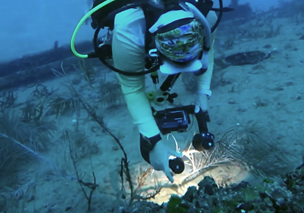 SCUBA Coral Research