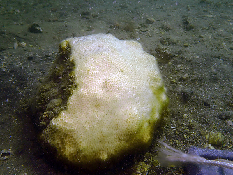 Stony Coral (Scleractinia)