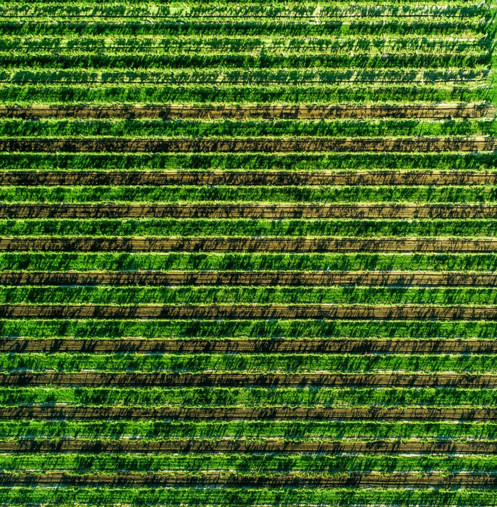 How to Become A Sustainable Agriculture Policy Analyst