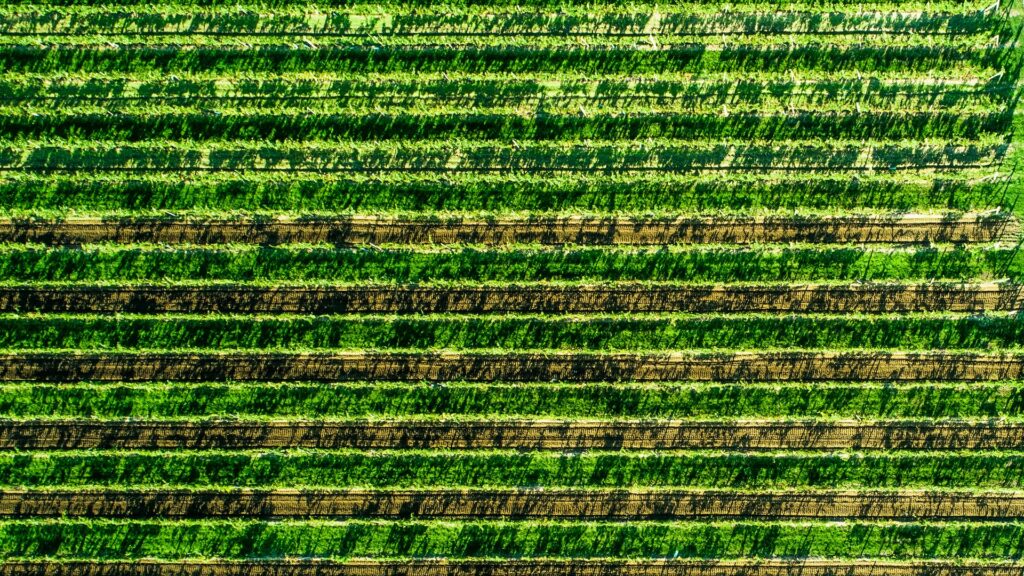 How to Become A Sustainable Agriculture Policy Analyst