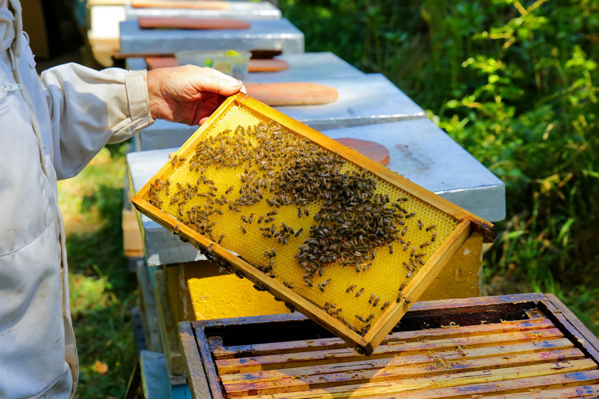 bees-food-business-header
