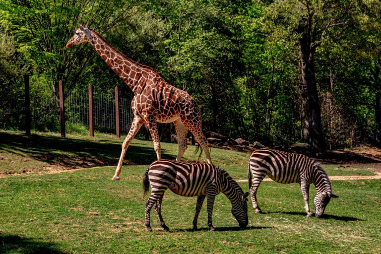 How to Become a Zoo or Sanctuary Director of Animal Programs