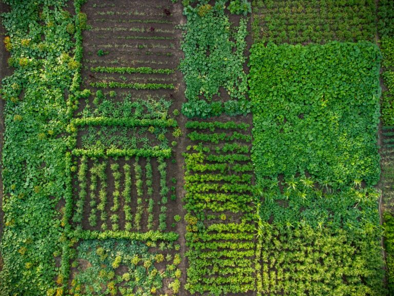 How to Become A Food Systems Director