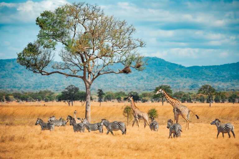 zebras-and-giraffes-grazing-on-the-plains-2026-03-13-01-52-30-utc